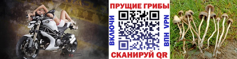 Псилоцибиновые грибы мухоморы  Луховицы 